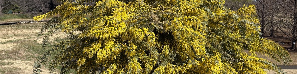 大宮公園 ミモザ